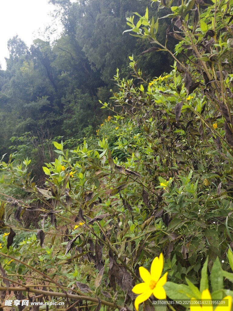 山林间绽放的明艳小黄花