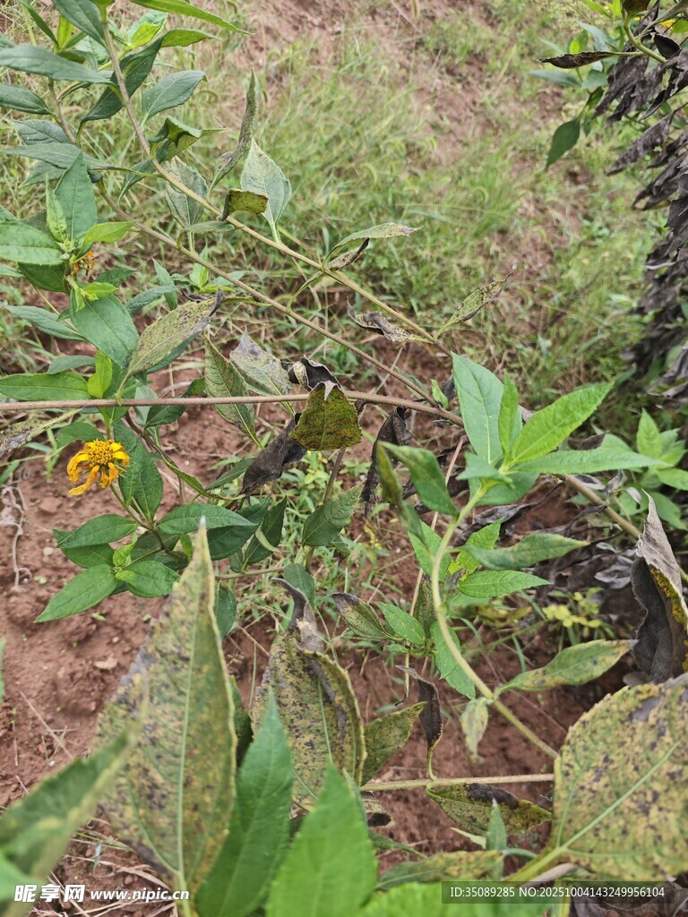 野外生长的绿植与花朵