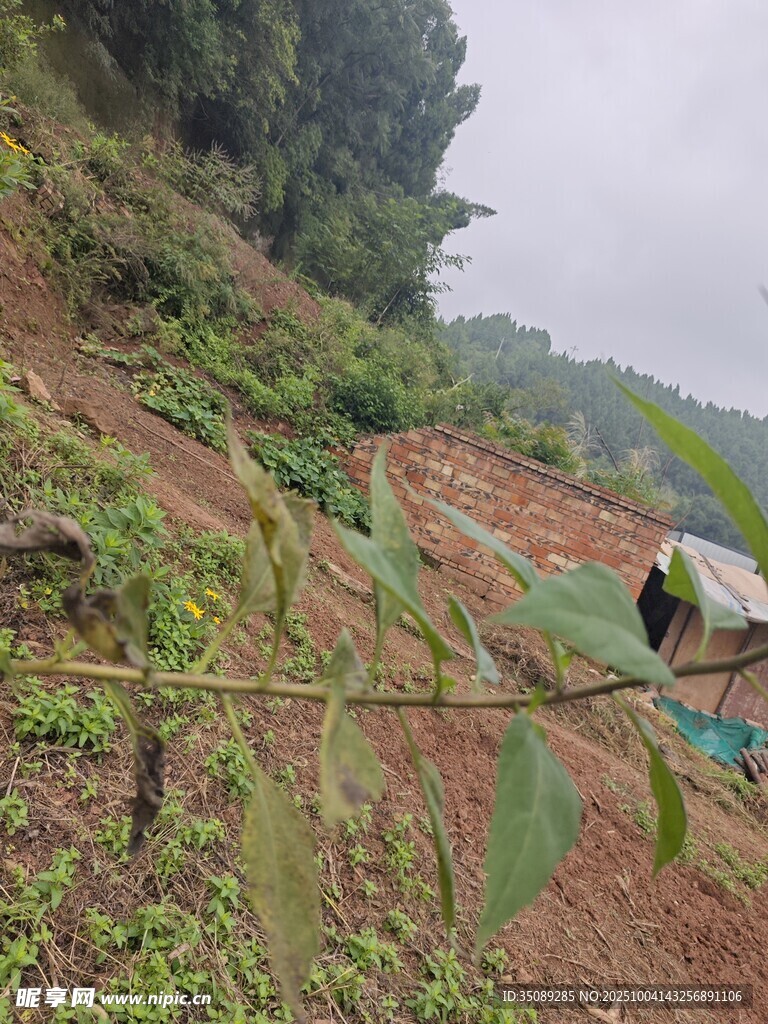 山坡上的绿植与简易棚