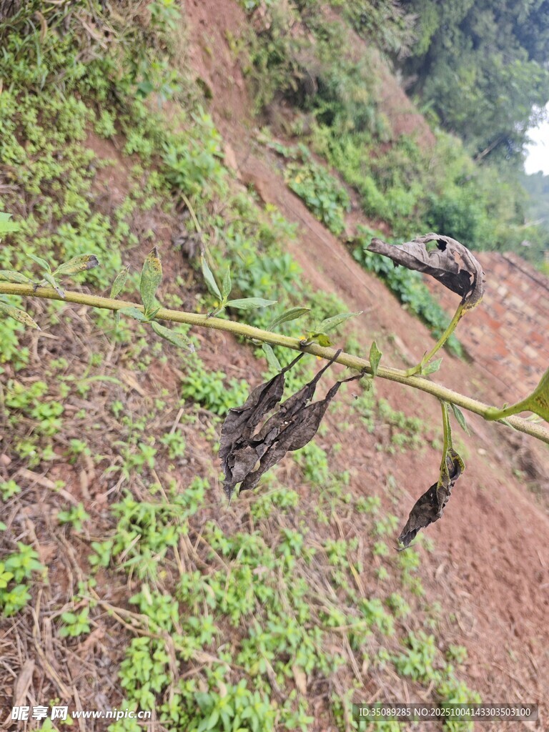 山坡上的绿植与枯枝干