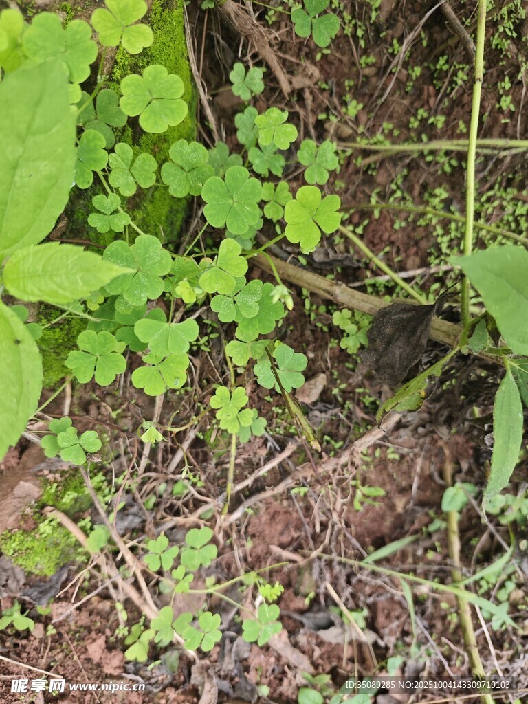 地面上的绿色丛生植物