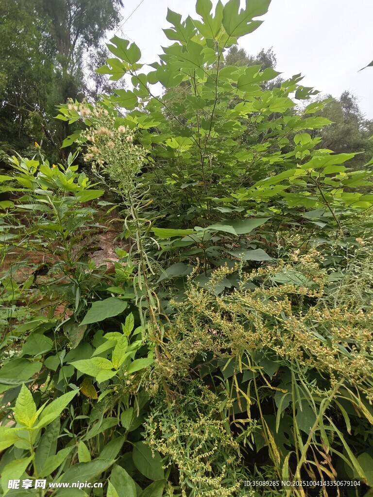 野外繁茂的绿色植物