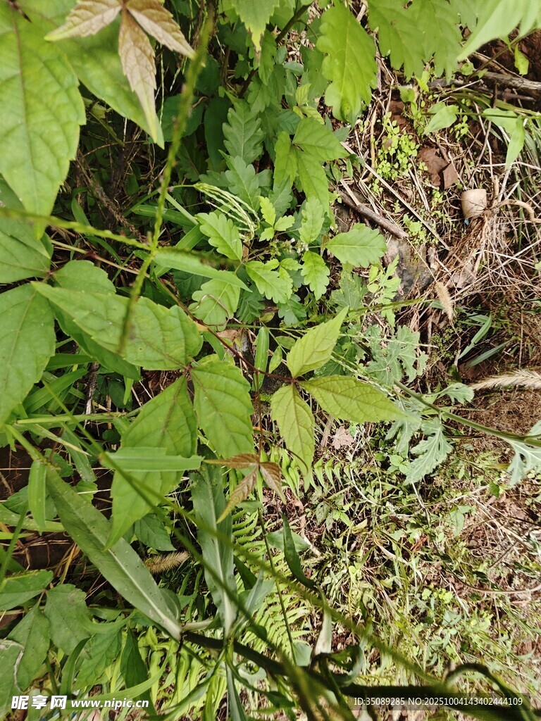 繁茂绿植展现自然生机
