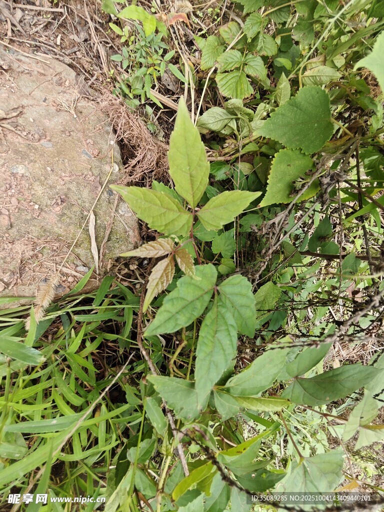 石旁绿植特写