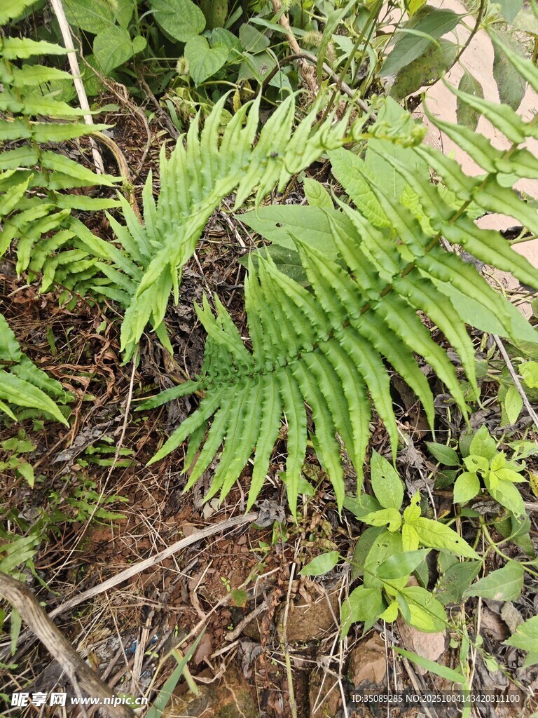 野外生长的翠绿蕨类植物