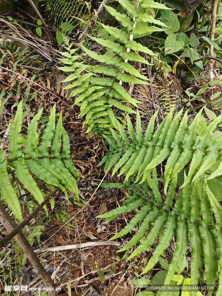 翠绿蕨类植物近景特写
