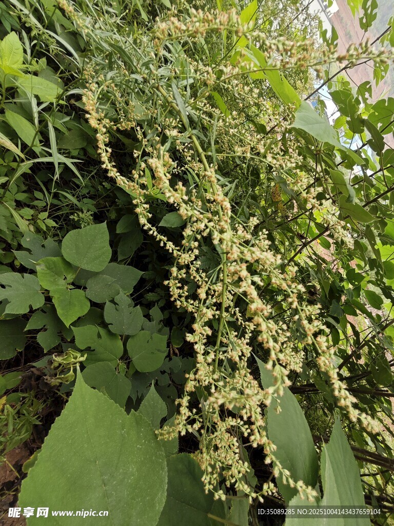 绿叶间的繁茂黄色小花