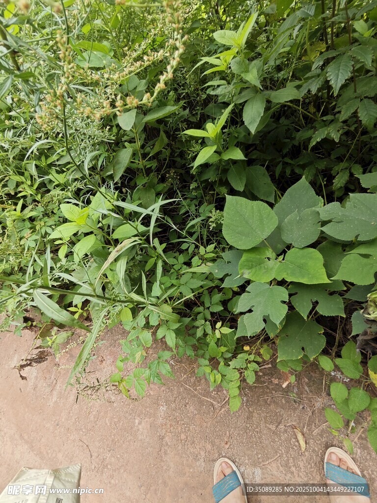 脚边的繁茂绿植