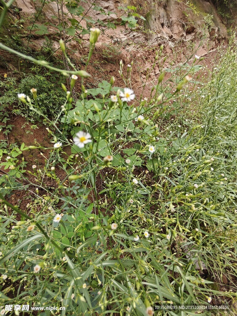 野外草丛中的白色小花