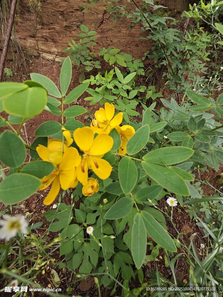 野外绽放的黄色美丽花朵