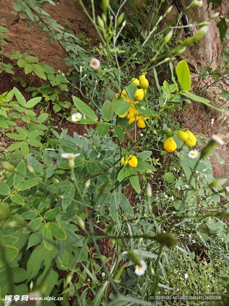 绿叶丛中绽放的黄色小花