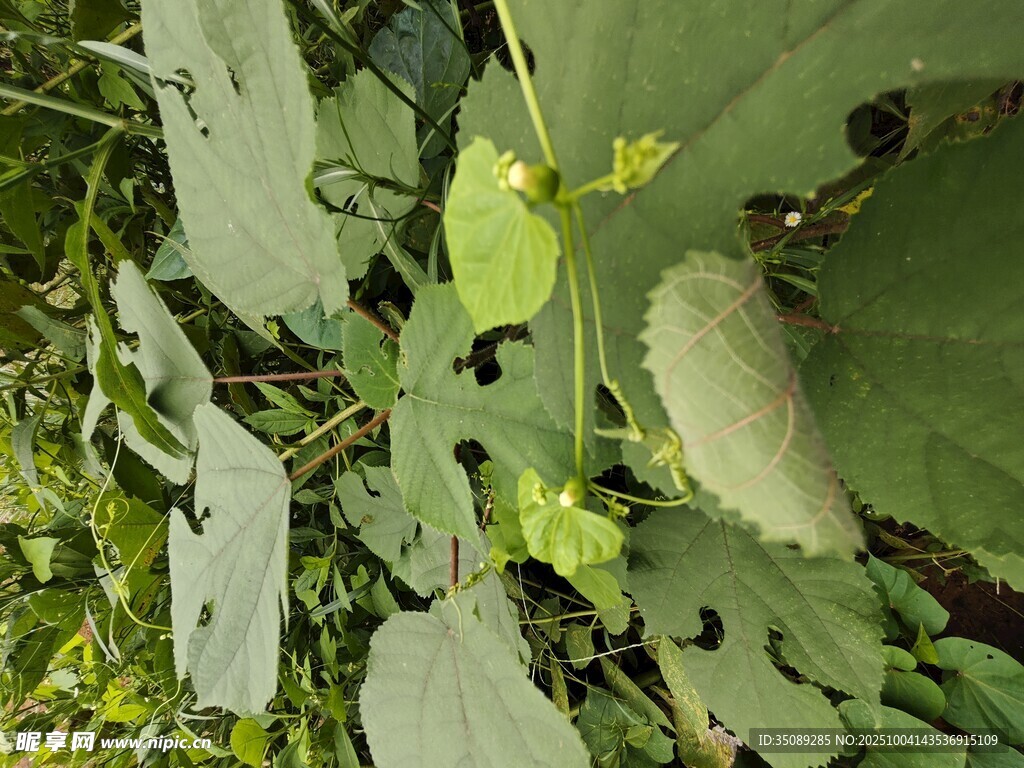 绿叶间的清新植物景象