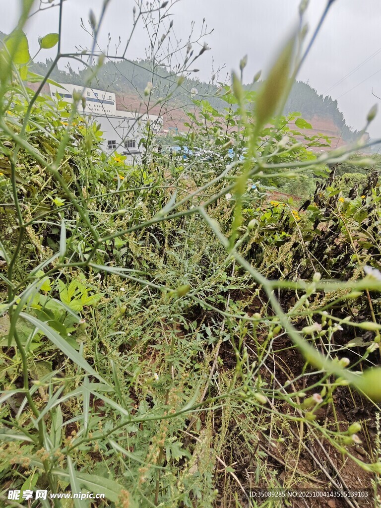 野外繁茂绿植景象