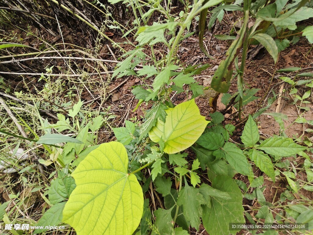 绿叶植物于自然环境中