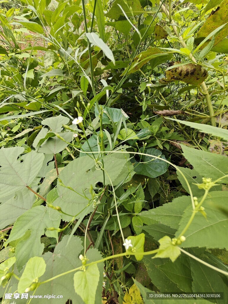 繁茂绿植景象