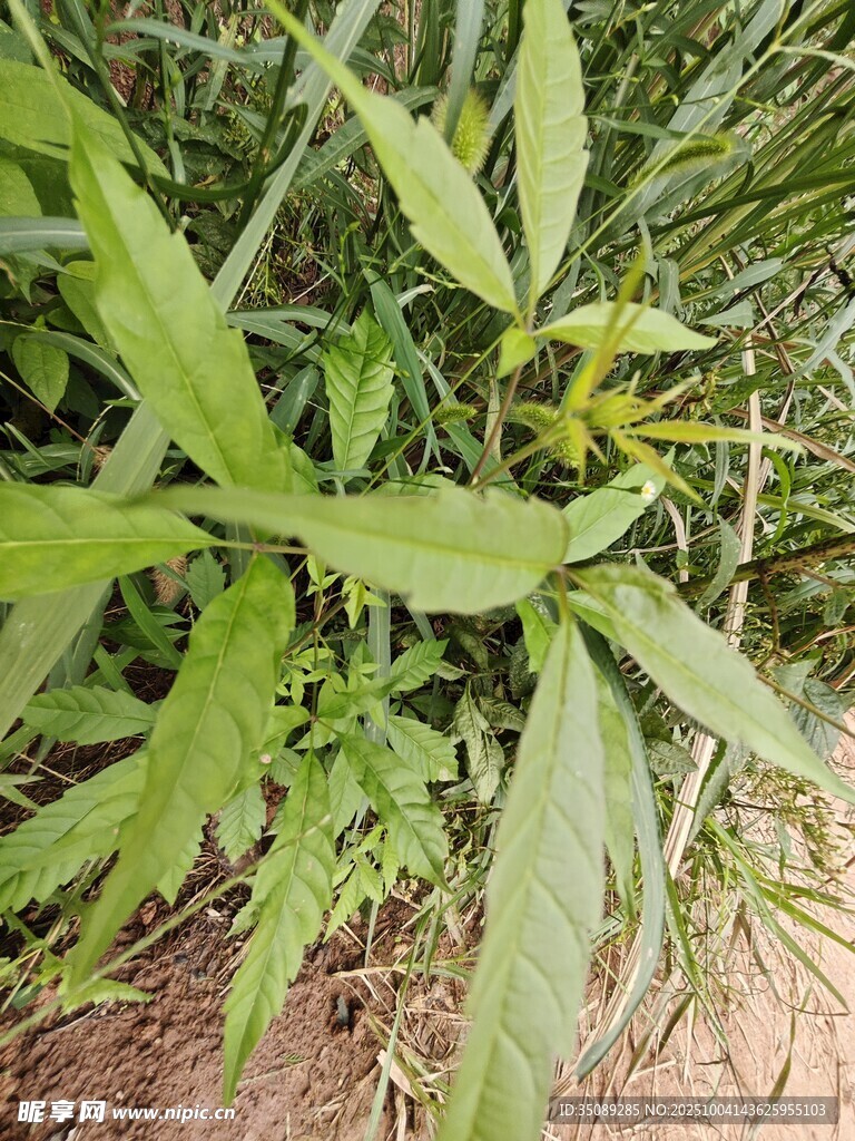 翠绿植物近景特写