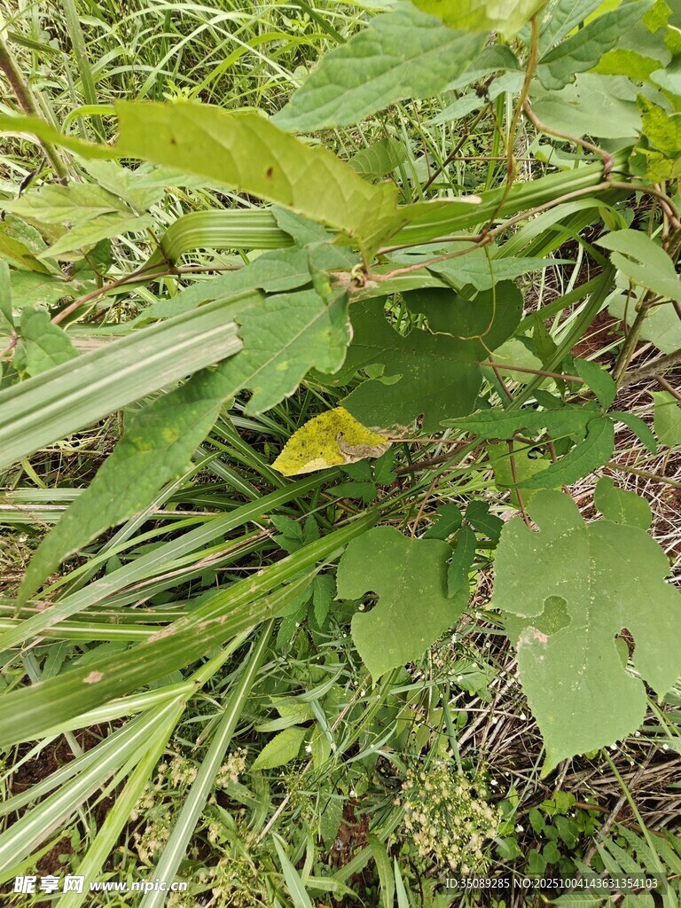野外绿色植物景象