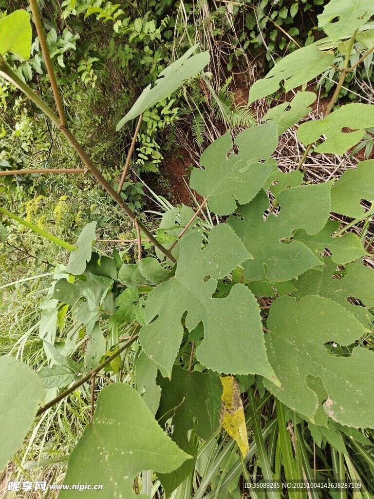 繁茂绿植间的生机景象