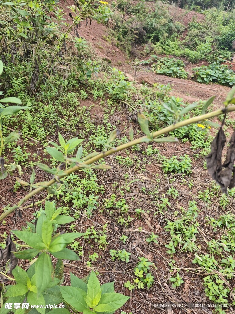 野外杂草丛生的地面场景