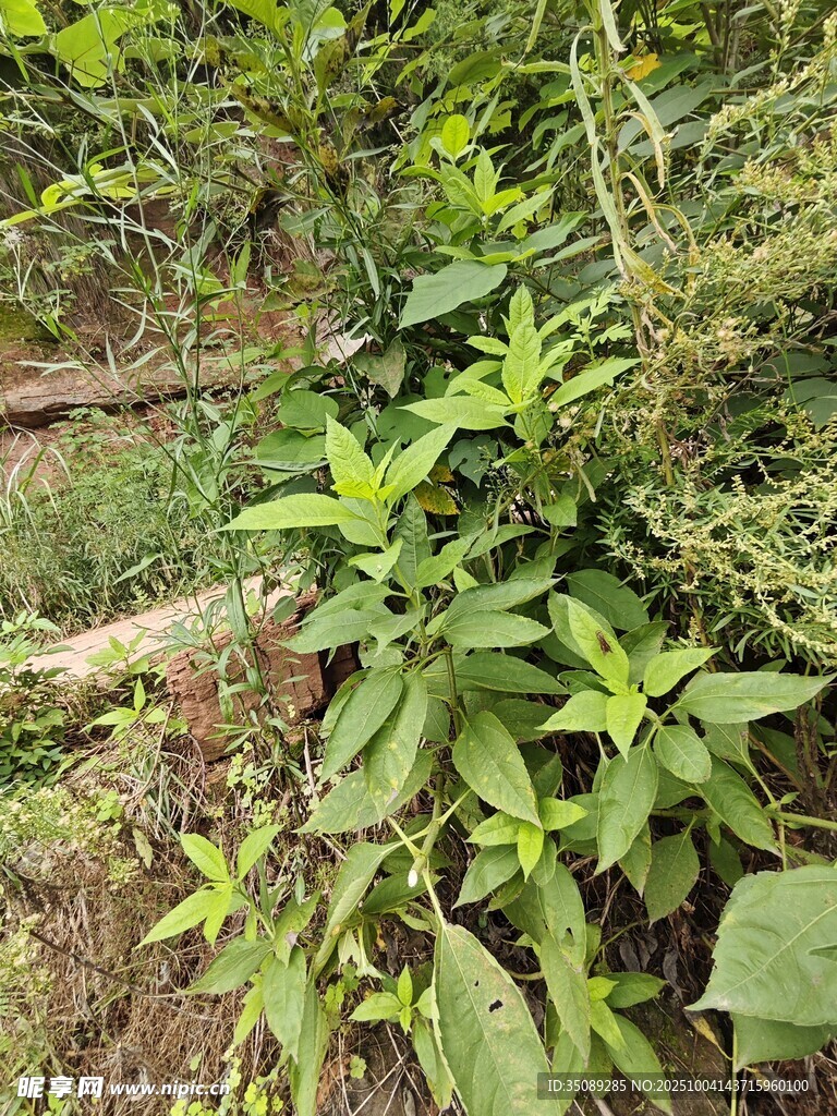 野外繁茂绿植景象