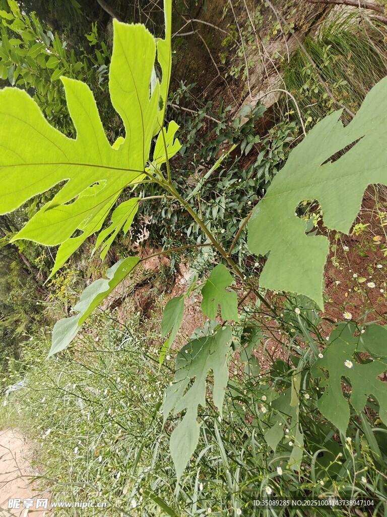 绿叶繁茂的植物景象