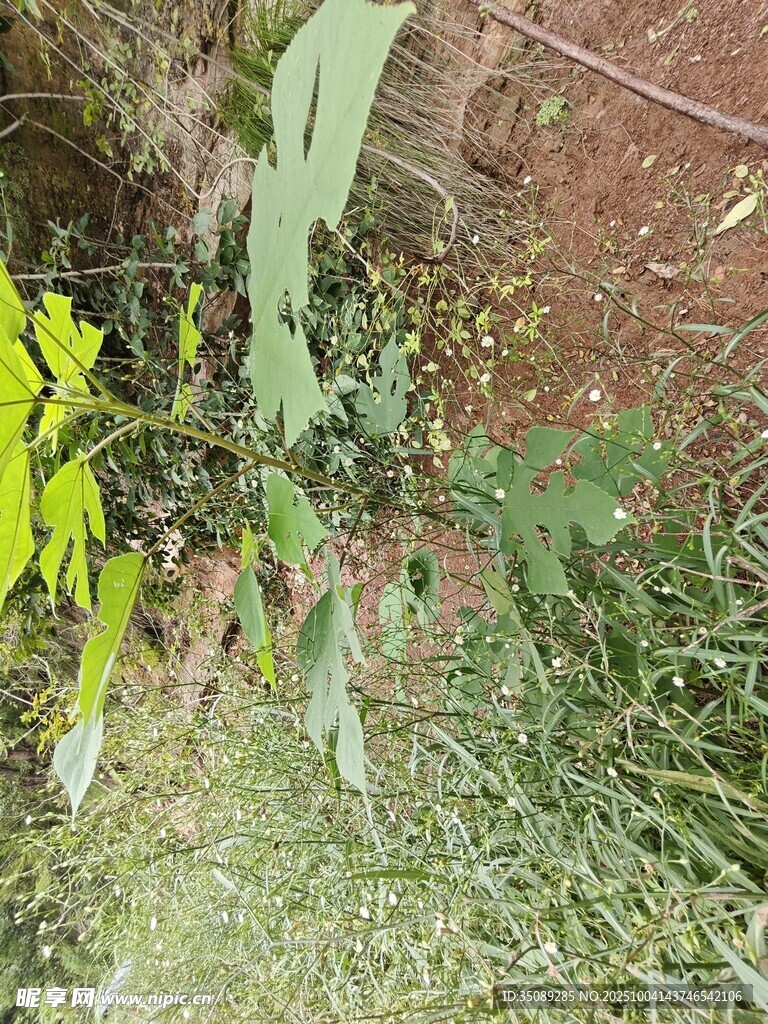 草丛中的多彩植物