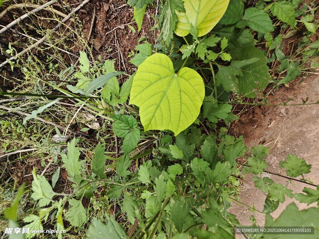 绿叶植物生长于泥土间