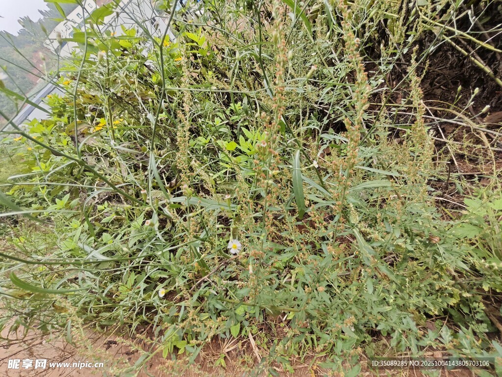 野外繁茂的绿色植物丛