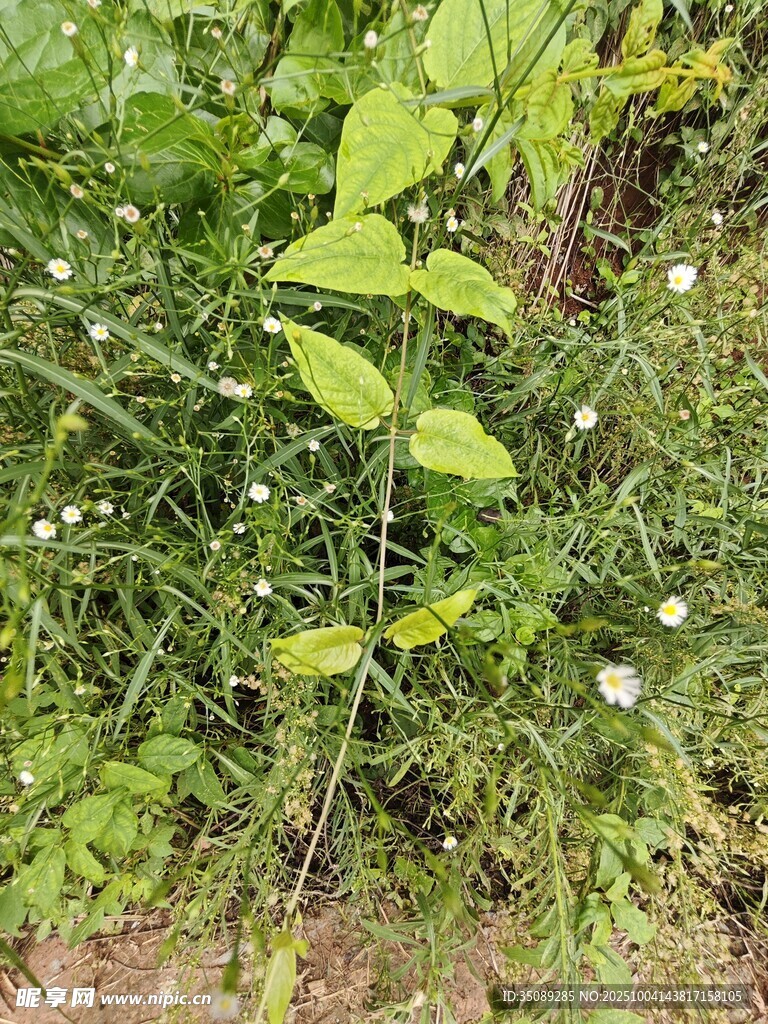绿叶白花的清新植物景观