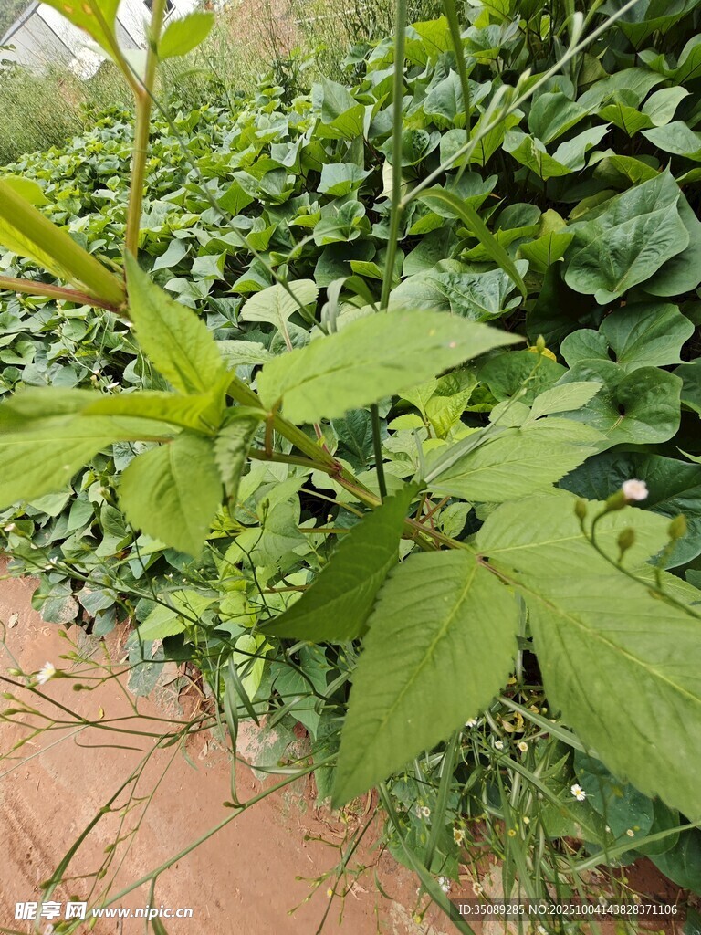 田间嫩绿植物生机勃勃