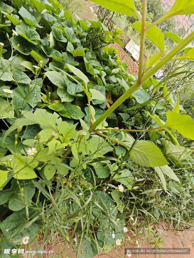 茂盛绿植展现自然生机