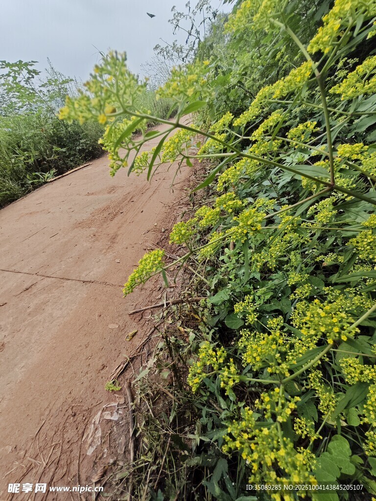 乡间土路旁的繁茂绿植