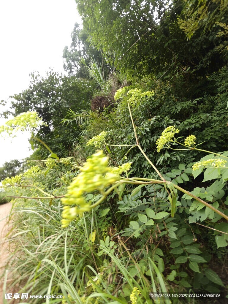 野外繁茂绿植景象