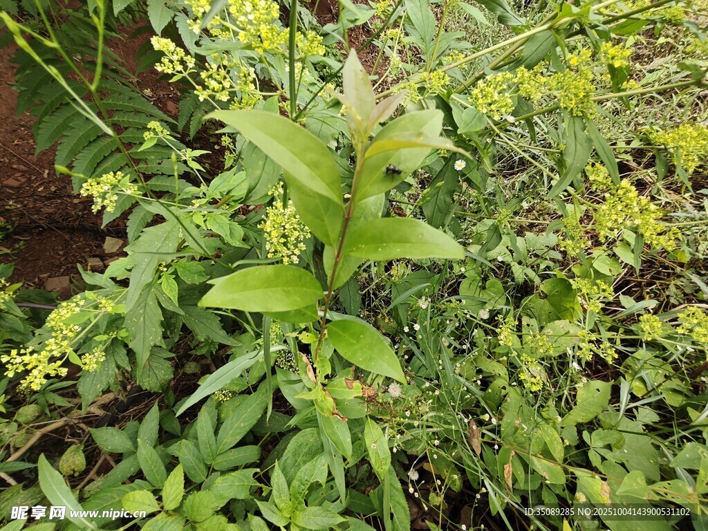 绿叶繁茂的绿色植物