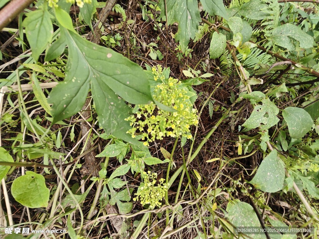 地面上的繁茂绿色植物