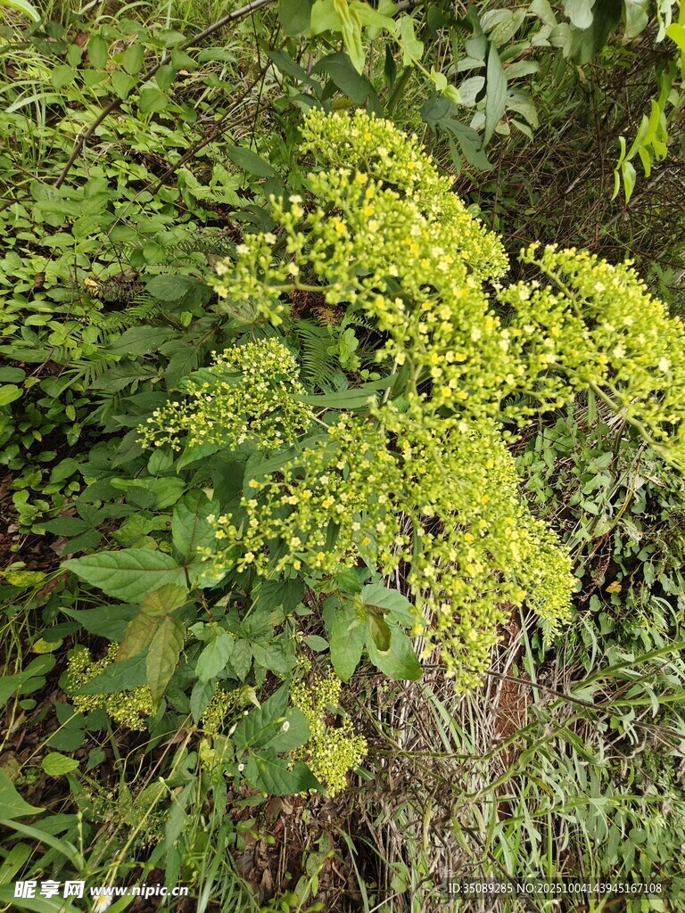 翠绿繁茂的丛生植物