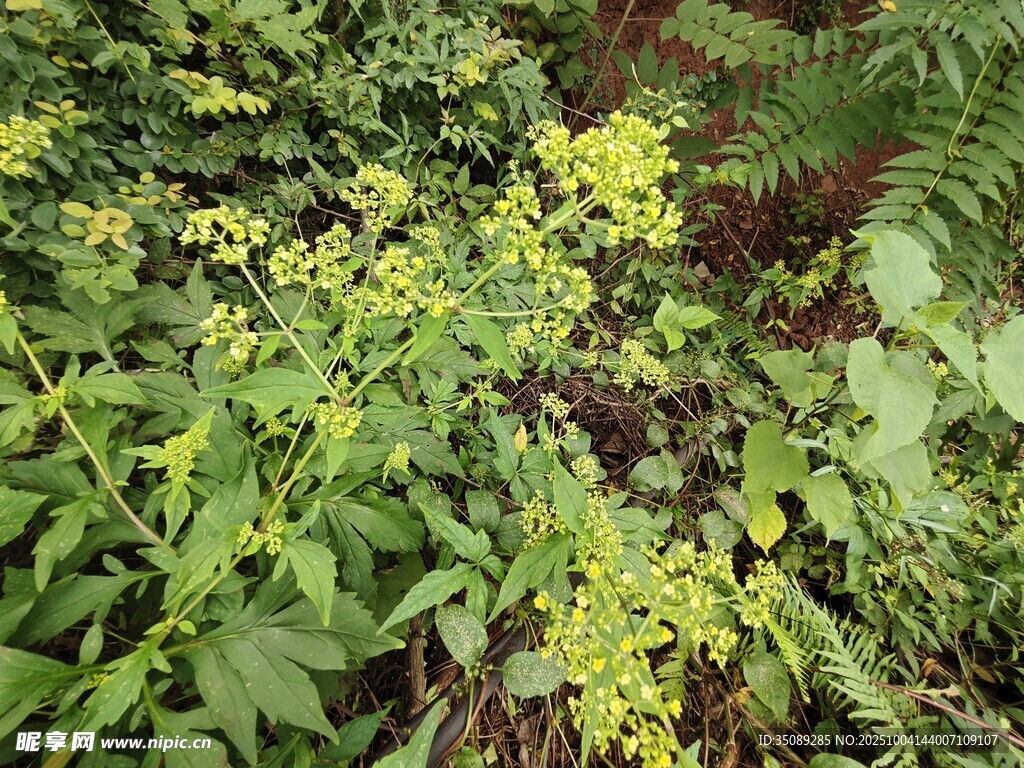 繁茂绿植中的黄色小花