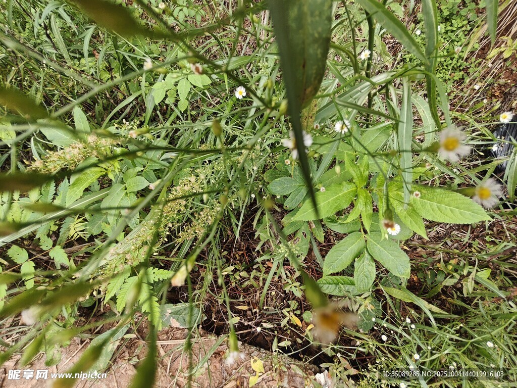 野外绿植景象