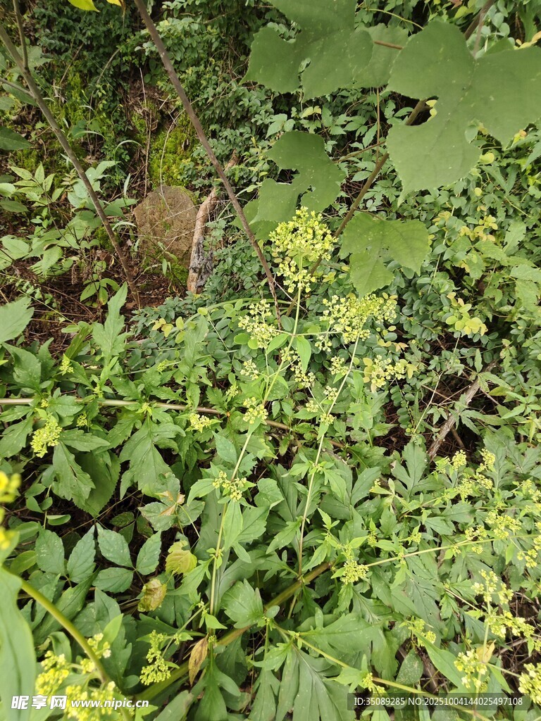 繁茂绿植景象