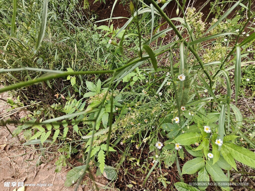 野外丛生的绿色植物