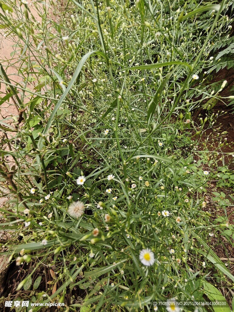 草丛中的白色小花