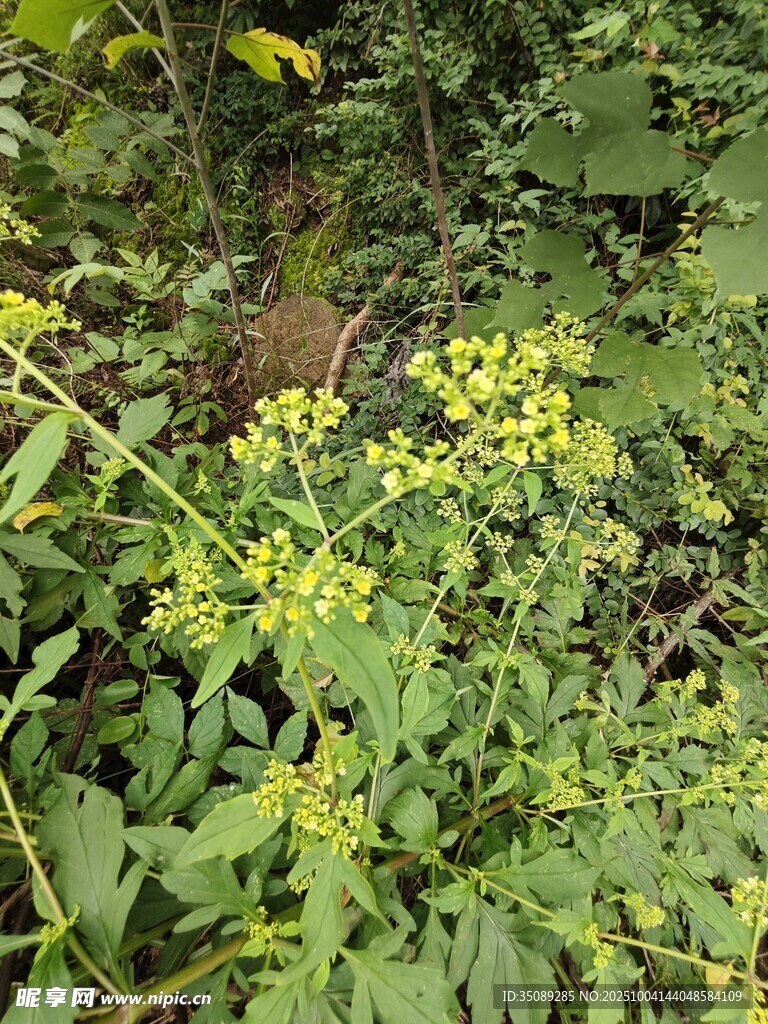 野外绿色植物与黄色小花