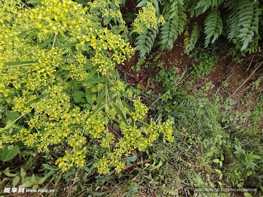 山坡上的黄绿相间植物