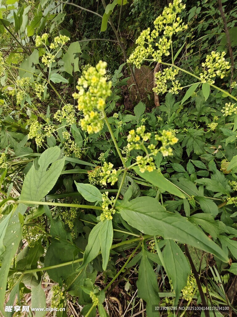 野外黄色小花植物特写