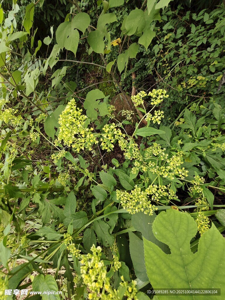绿叶间的黄色小花