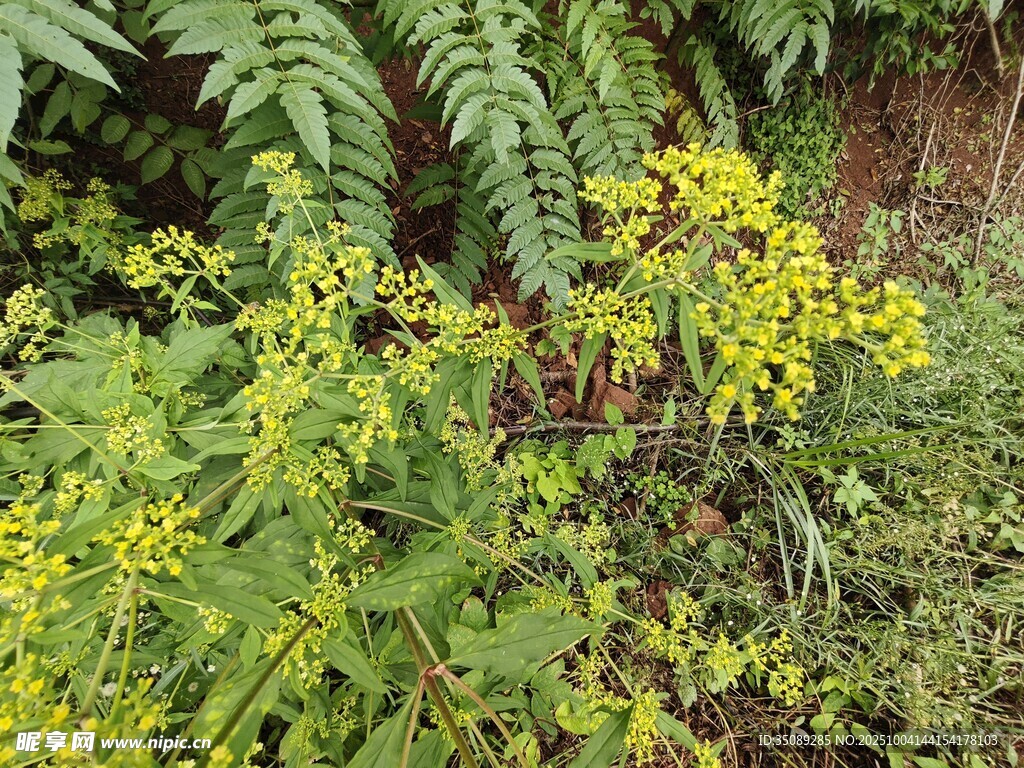 绿叶黄花的野生植物