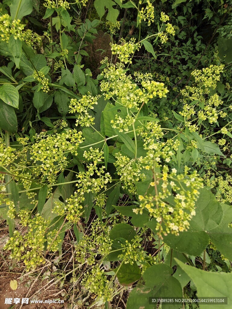 绿叶间的黄色小花