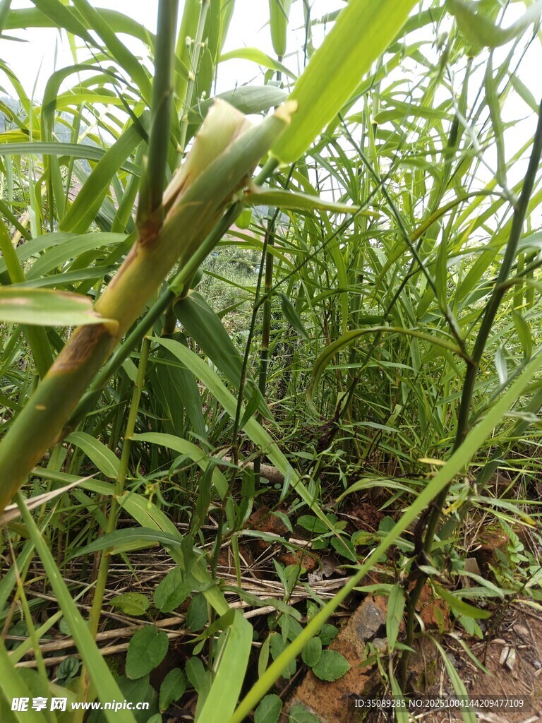 田间生长的鲜嫩竹笋