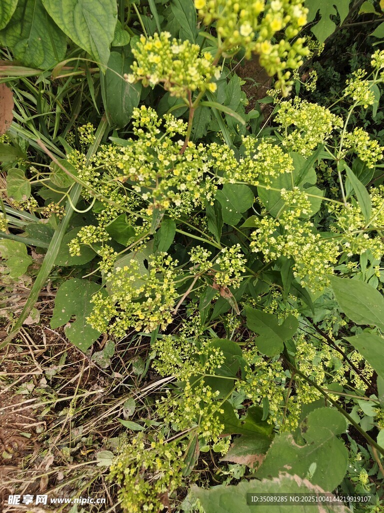 黄色小花植物特写