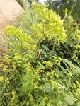 蓬勃生长的绿色植物